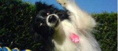 Acãodemia Escolas & Hotéis para Cães
