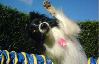 Acãodemia Escolas & Hotéis para Cães - Foto 1