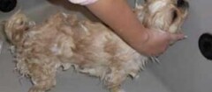 Rumo Certo Pet Shop