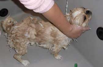 Rumo Certo Pet Shop - Foto 1
