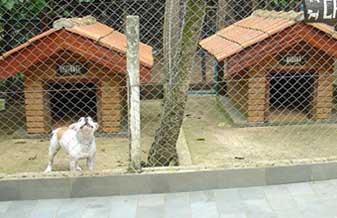 Canil Sítio da Vovó Querida - Foto 1