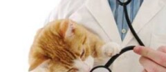 Clínica Veterinária Fernando Nobre