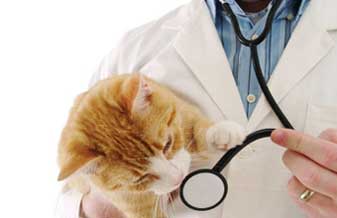 Clínica Veterinária Fernando Nobre - Foto 1