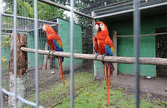 Cia Dos Bichos - Foto 1