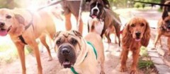 Lar Dog Lar - Hotel E Creche Para Cães De Pequeno Porte