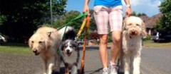 Dog Best Friend
