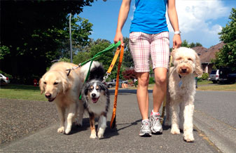 Dog Best Friend - Foto 1