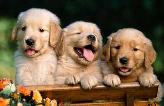 Pequenas Patinhas Grandes Filhotes - Foto 1