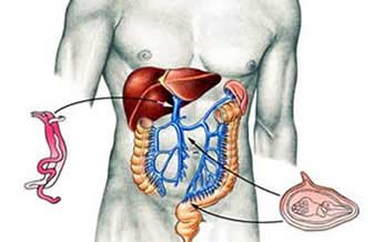 Marilia Tavares Campos O Gaboardi - Foto 1