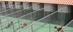 Ambulatório Veterinário E Hotel Recanto Dos Animais