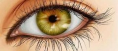 Olhoterapia.com.br - Iridologia e Naturopatia