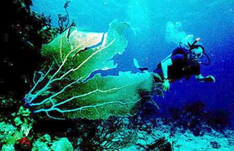 Aquascuba - Foto 1