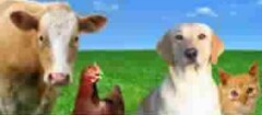 Cherle Renck Produtos Veterinarios