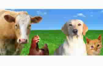 Cherle Renck Produtos Veterinarios - Foto 1