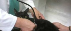Veterinária Caucaia