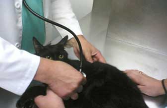 Veterinária Caucaia - Foto 1