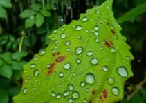 Cotia chuva temperatura