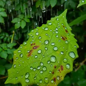 Cotia chuva temperatura