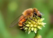 condição precária do CT do São Paulo