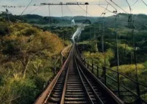 pontes de dossel para animais