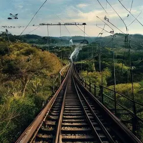 pontes de dossel para animais