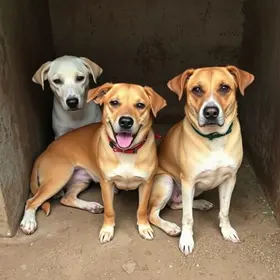 cães maus-tratos Cotia resgate canil clandestino