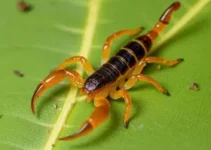 escorpião amarelo-do-Nordeste
